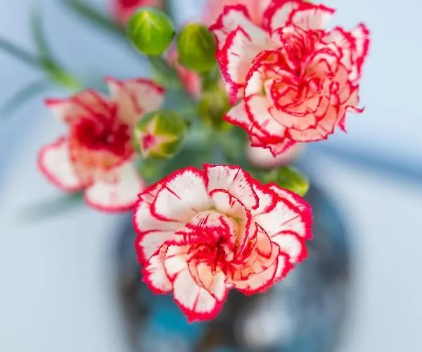 住宿加早餐酒店 Casa Ela 3*