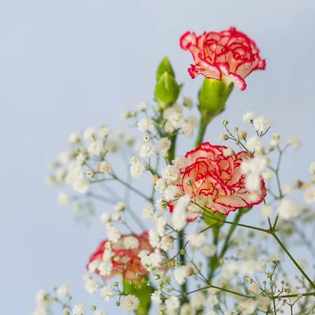 Bed & Breakfast Casa Ela Sorrento